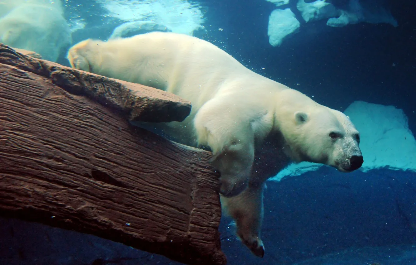 Photo wallpaper sea, bear under water, bear, polar bear
