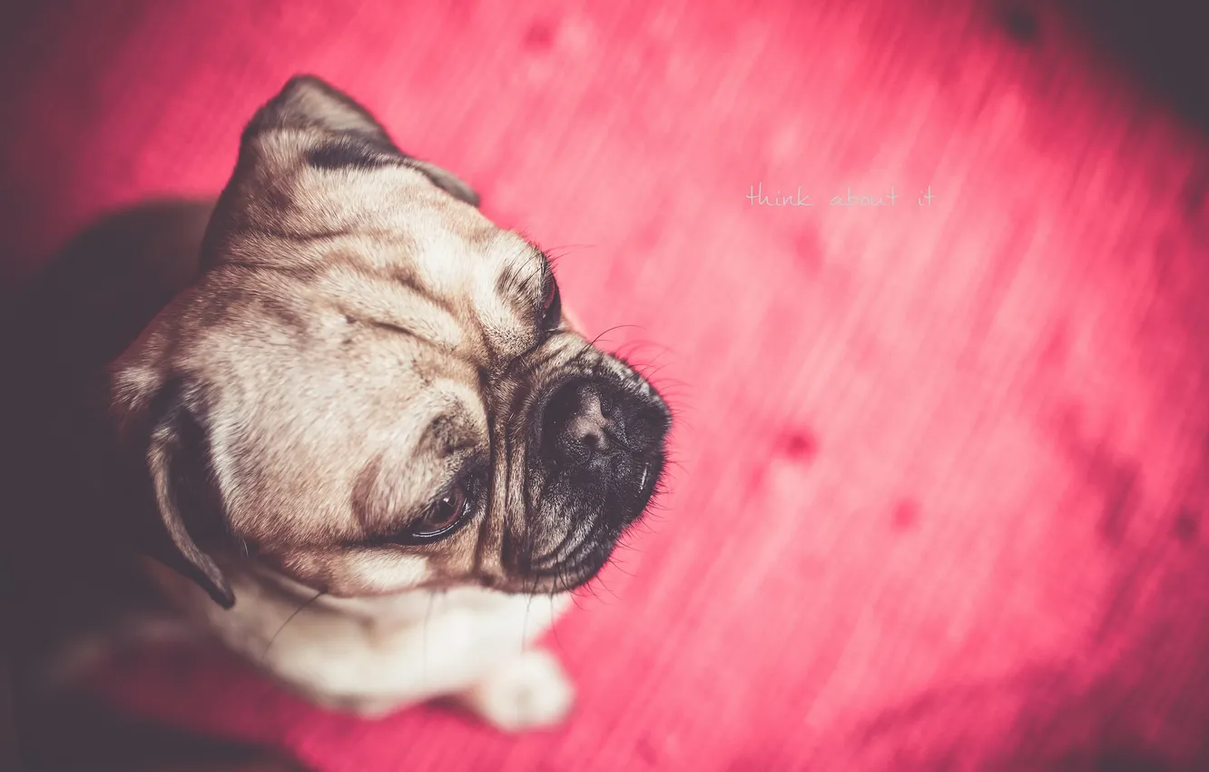 Photo wallpaper look, each, dog