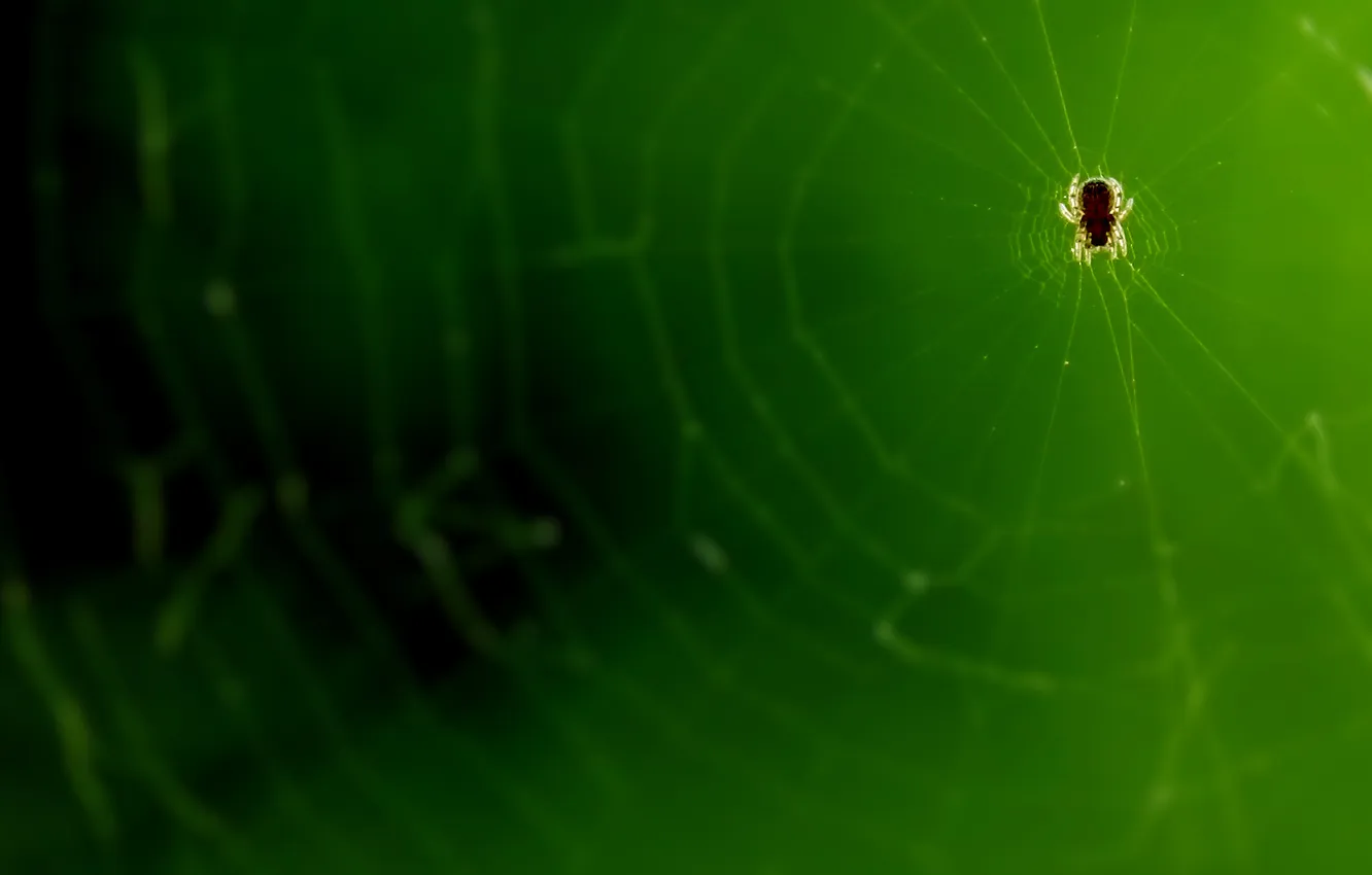 Photo wallpaper web, spider, micro, super macro
