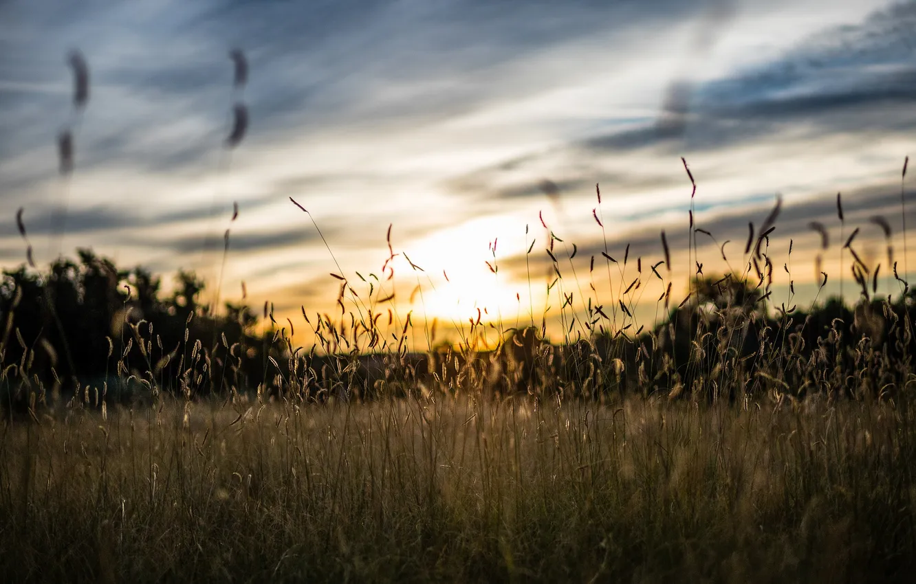 Photo wallpaper field, grass, morning