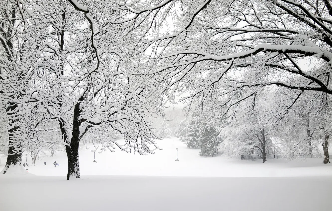 Photo wallpaper winter, snow, trees, branches, nature, Park