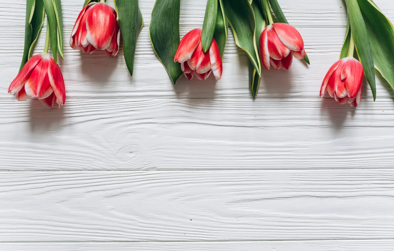 Photo wallpaper flowers, tulips, red, red, fresh, wood, flowers, beautiful