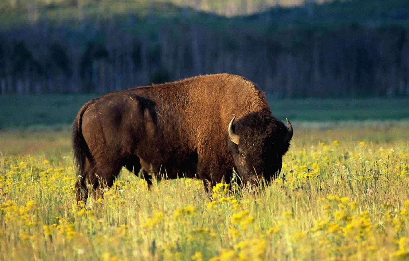 Photo wallpaper power, animal, wildlife, strong, Bison, north america