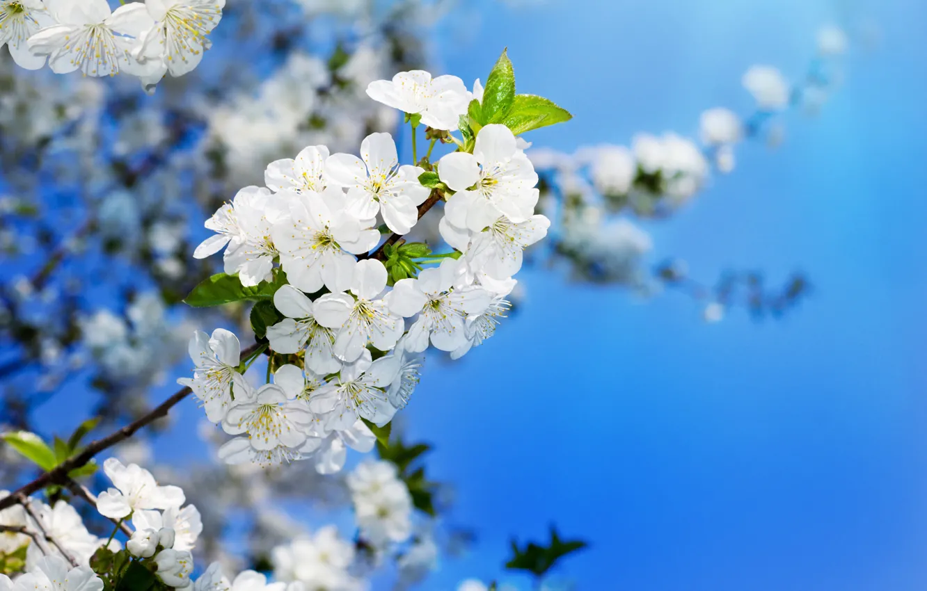Photo wallpaper the sky, cherry, spring, colorful, beautiful, blooming, cherry, blooming