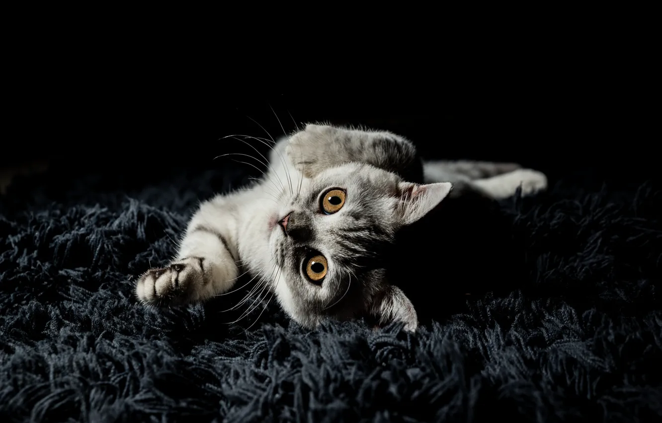 Photo wallpaper cat, look, pose, kitty, grey, portrait, legs, pile
