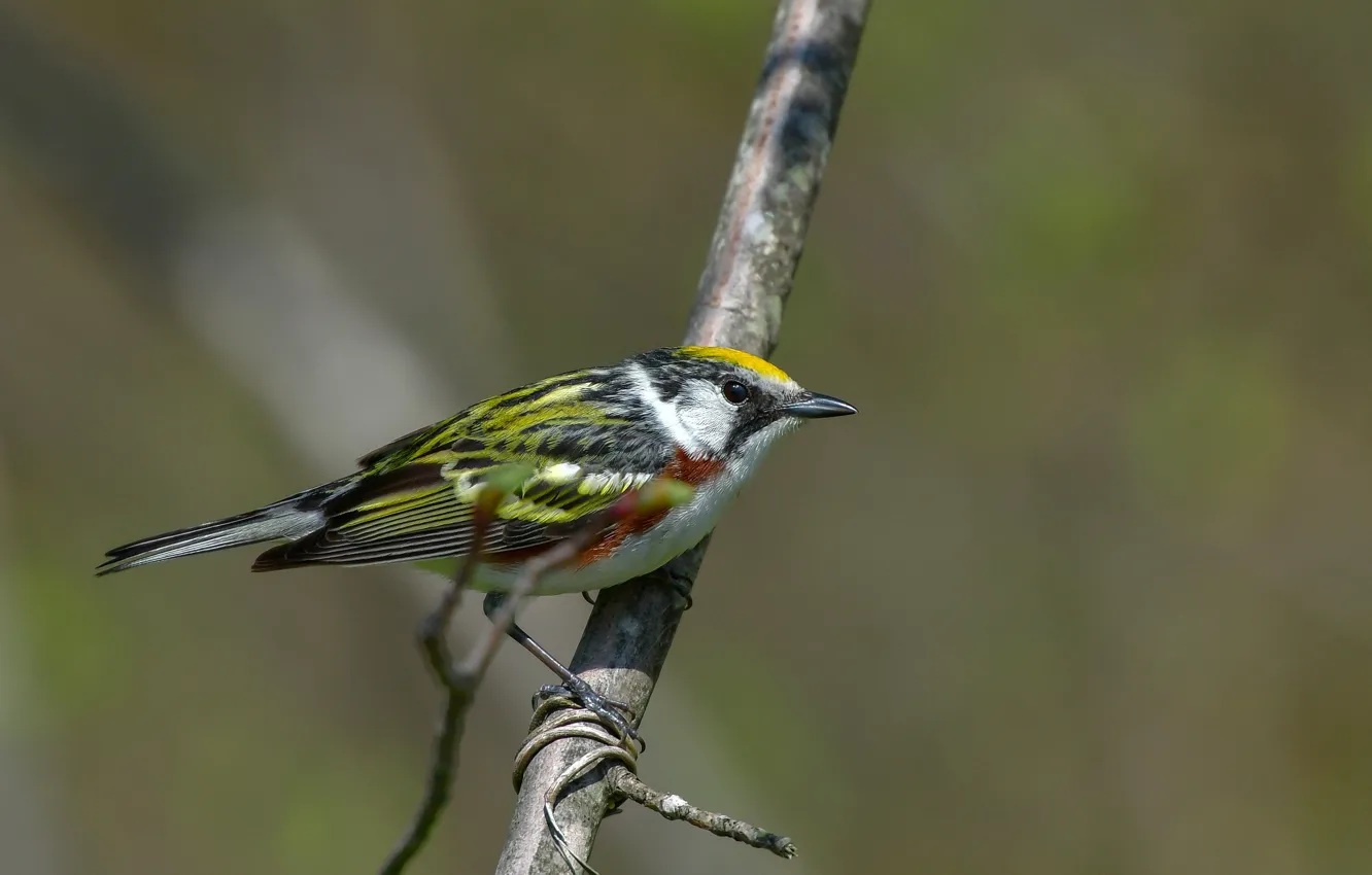 Photo wallpaper bird, branch, bokeh, Chestnut-sided Warbler