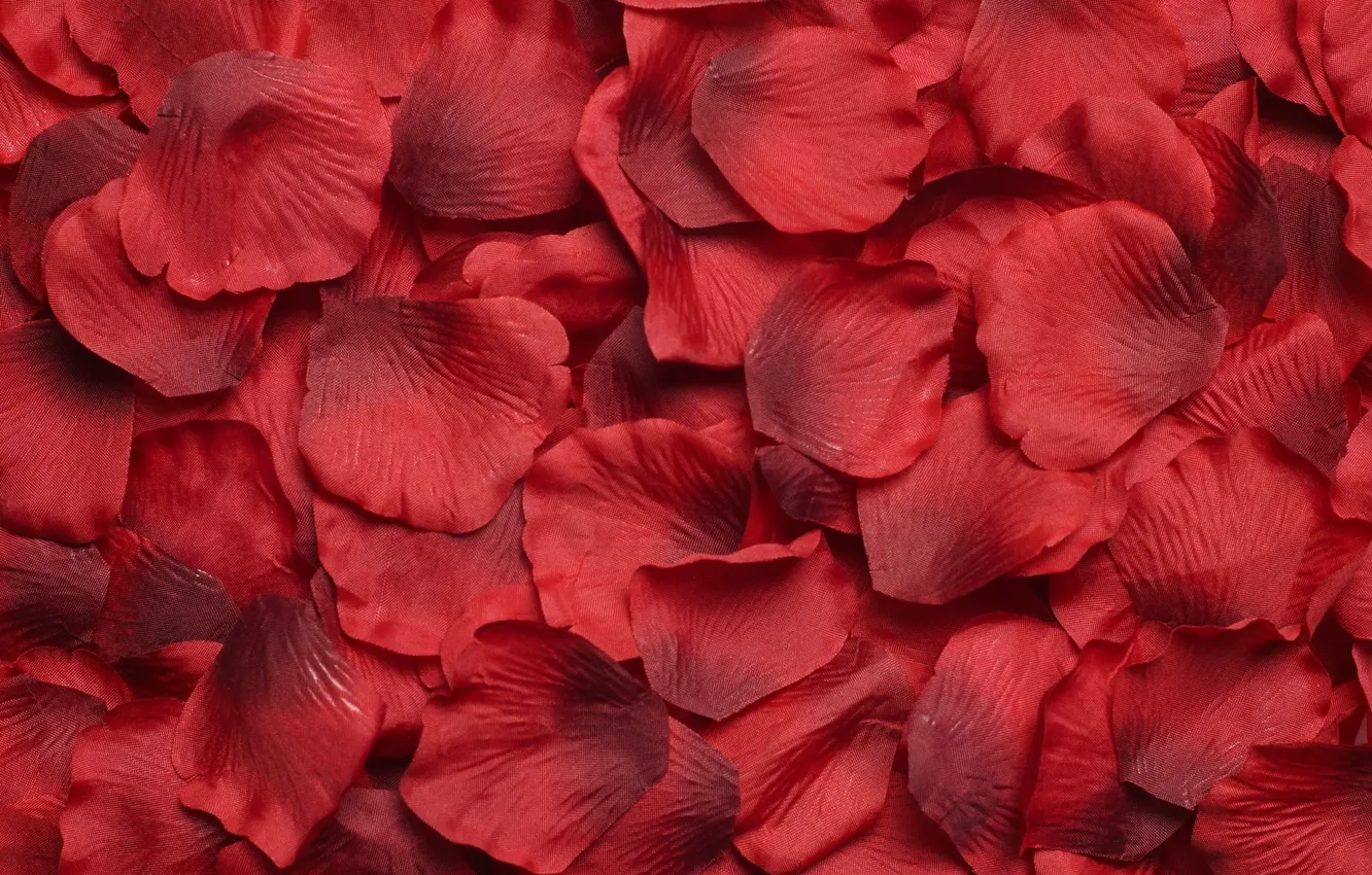 Photo wallpaper flowers, petals, red, a lot
