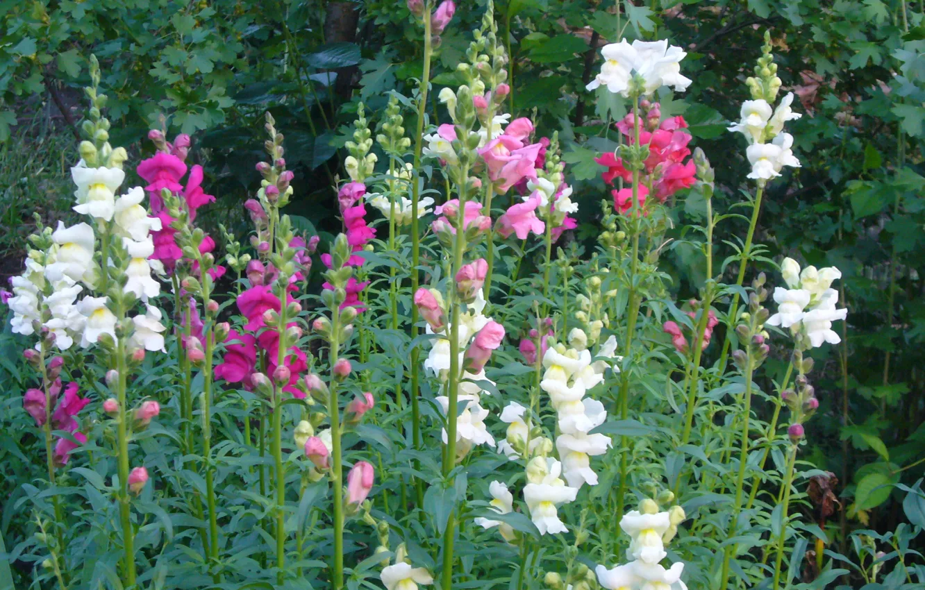 Photo wallpaper flowers, garden, pink, white