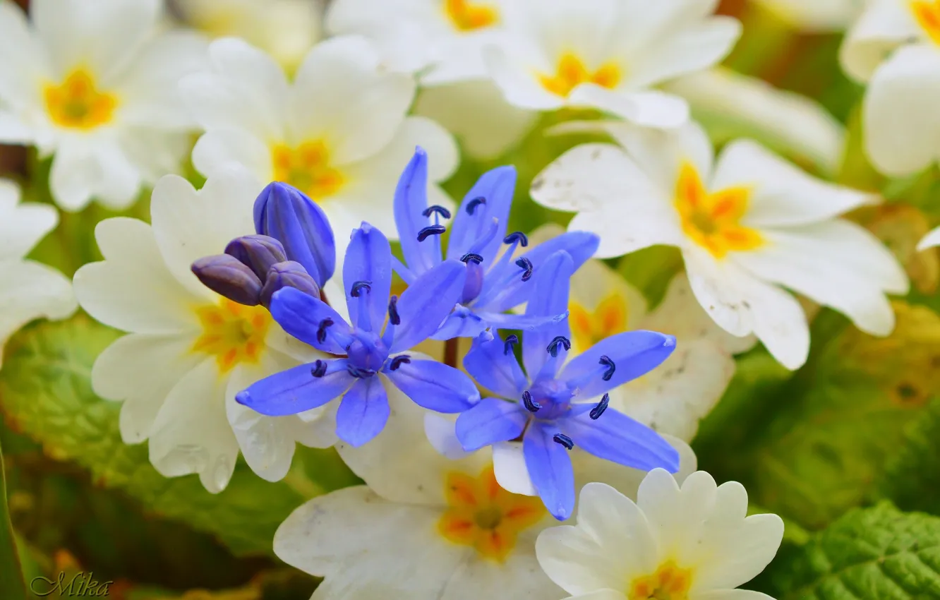 Photo wallpaper flowers, flowers, flowers