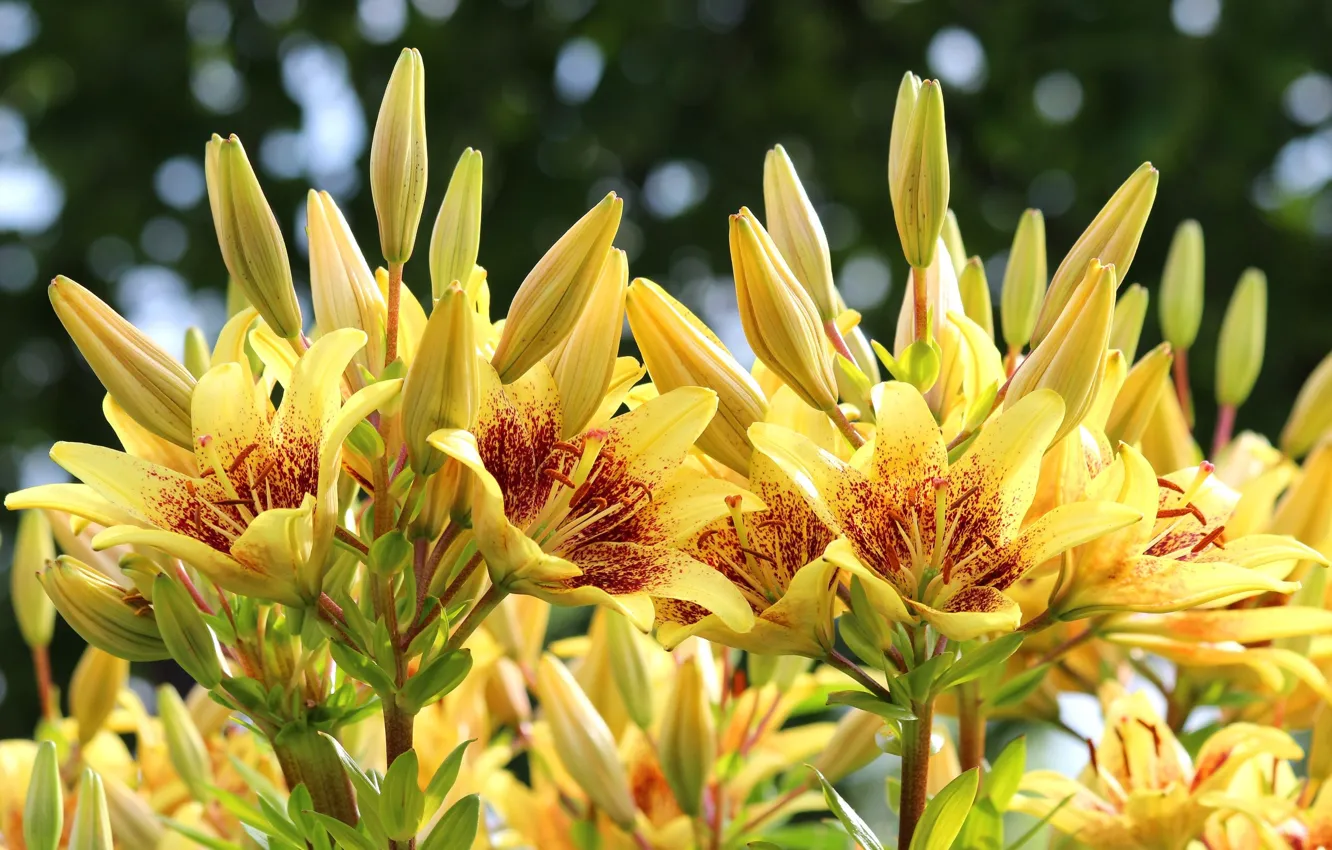 Photo wallpaper summer, Lily, flowerbed, yellow lilies