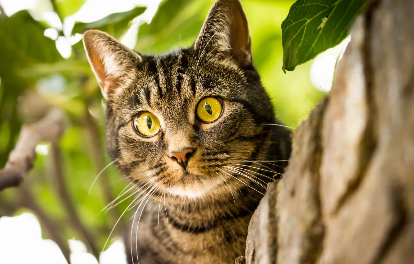 Photo wallpaper cat, cat, look, muzzle, eyes