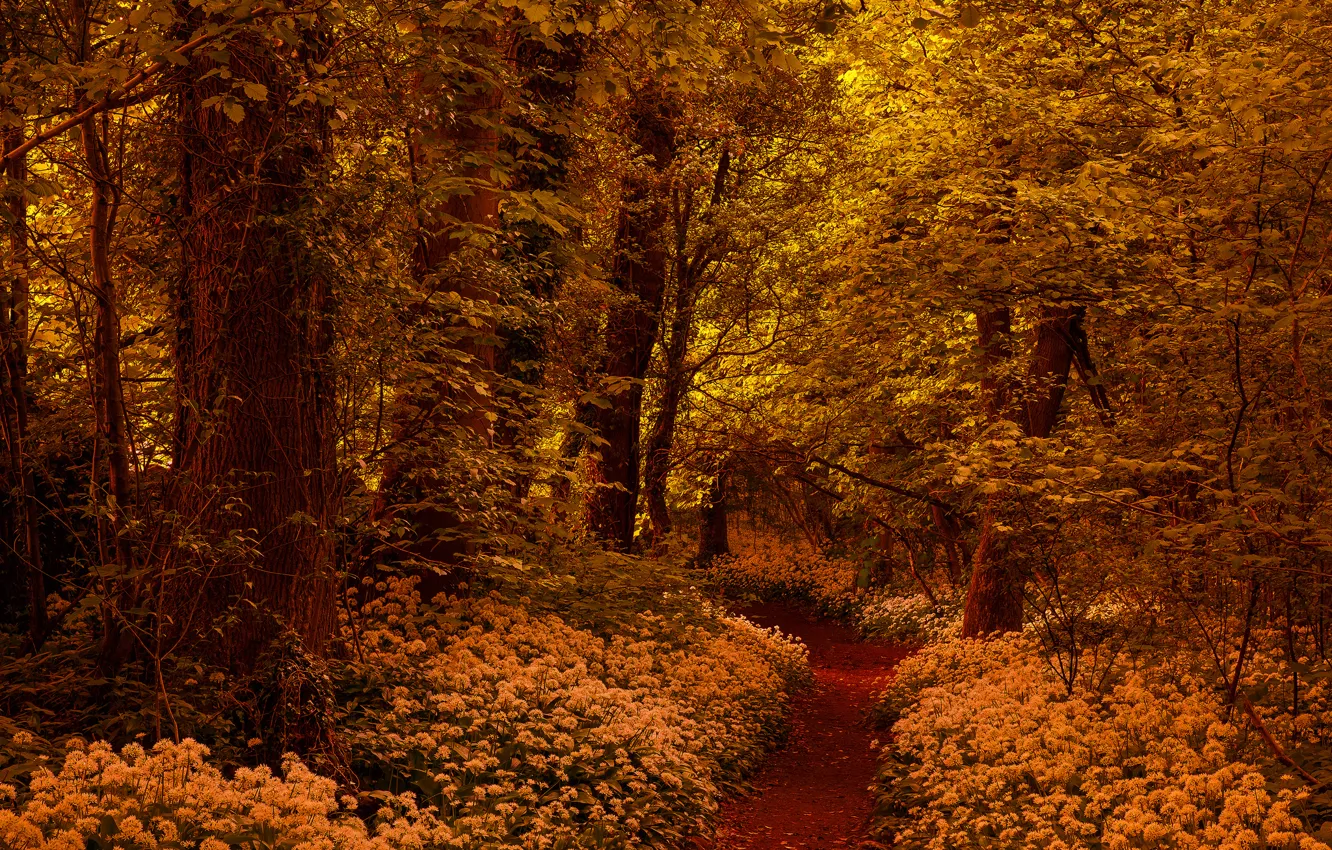 Photo wallpaper forest, trees, flowers, path