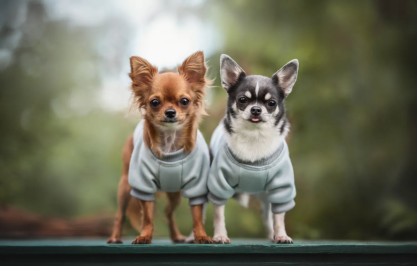 Photo wallpaper a couple, bokeh, Chihuahua, doggie, two dogs, Lyudmila Bogush