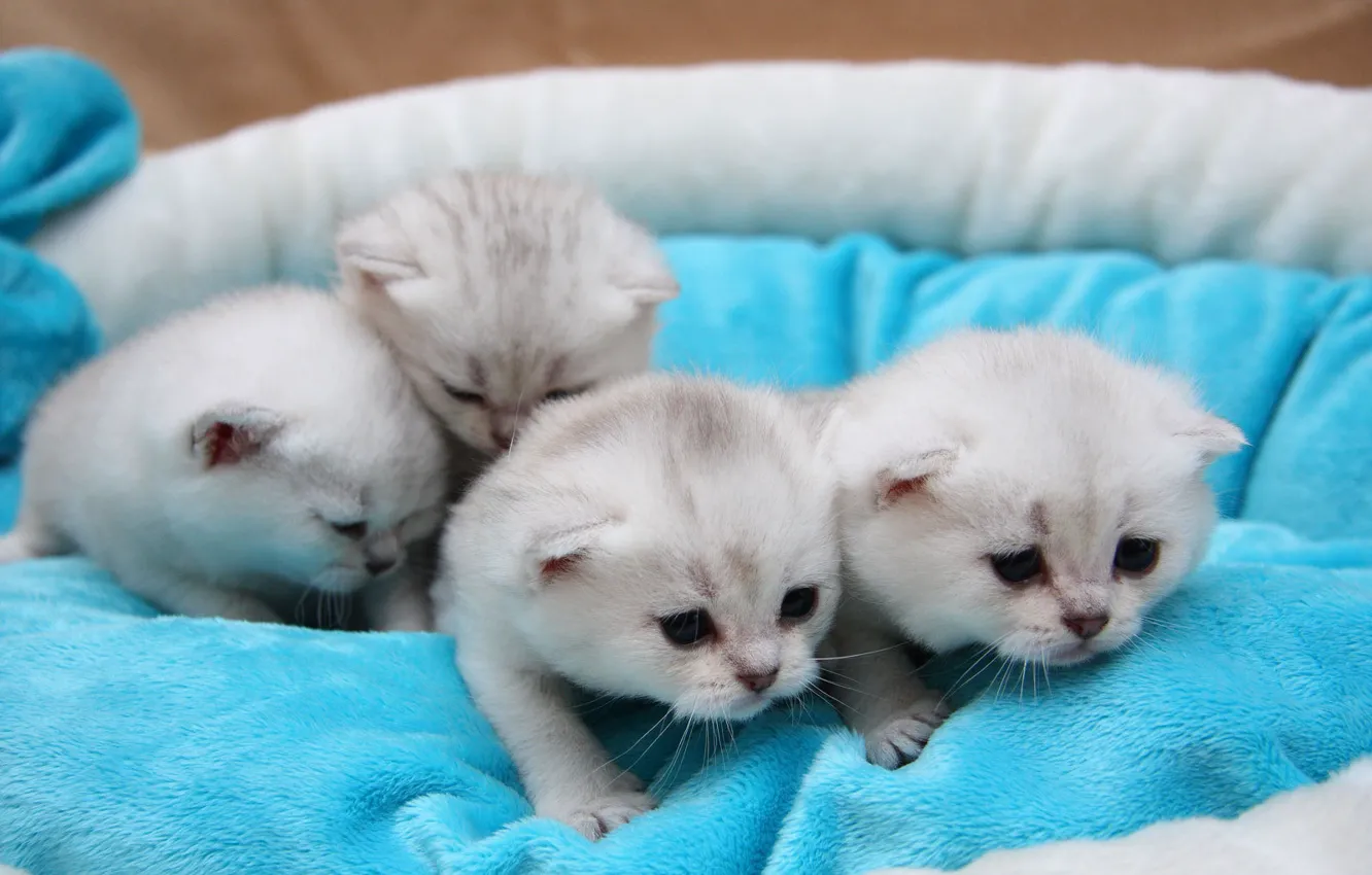 Photo wallpaper cat, cat, love