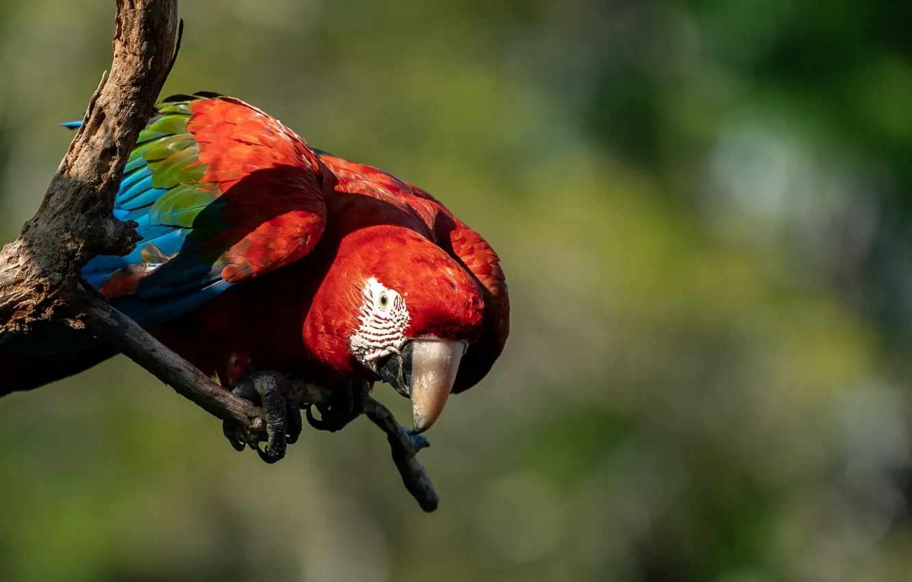 Photo wallpaper branches, bird, parrot, Ara