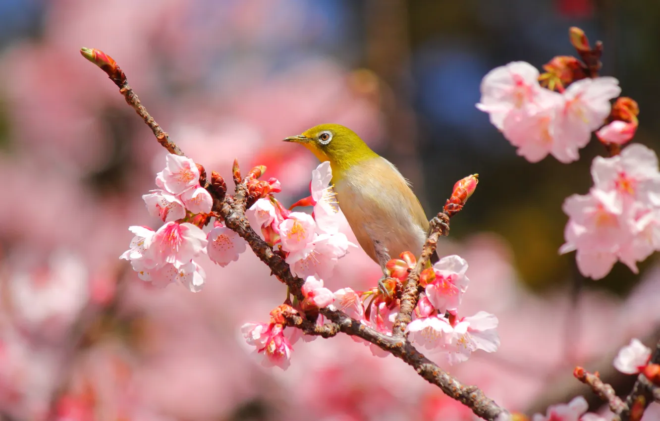 Photo wallpaper flowers, bokeh, bird, flowering, branches, spring