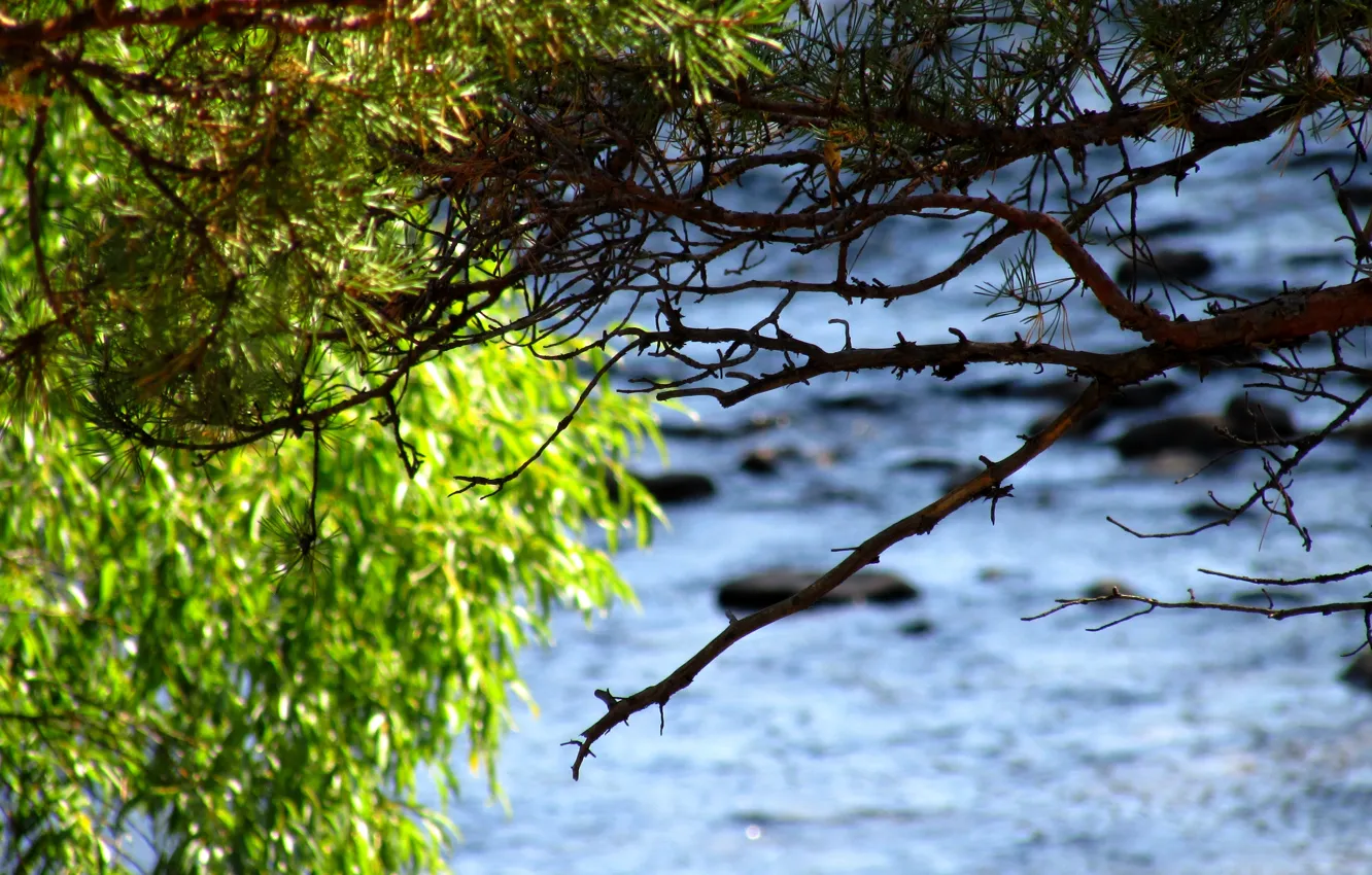 Photo wallpaper branches, river, pine, IVA