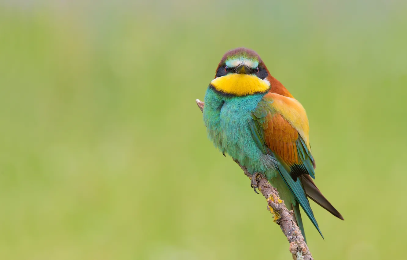 Photo wallpaper bird, branch, European bee-eater