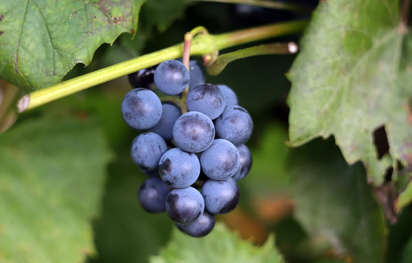Photo wallpaper berries, grapes, bunch, vine