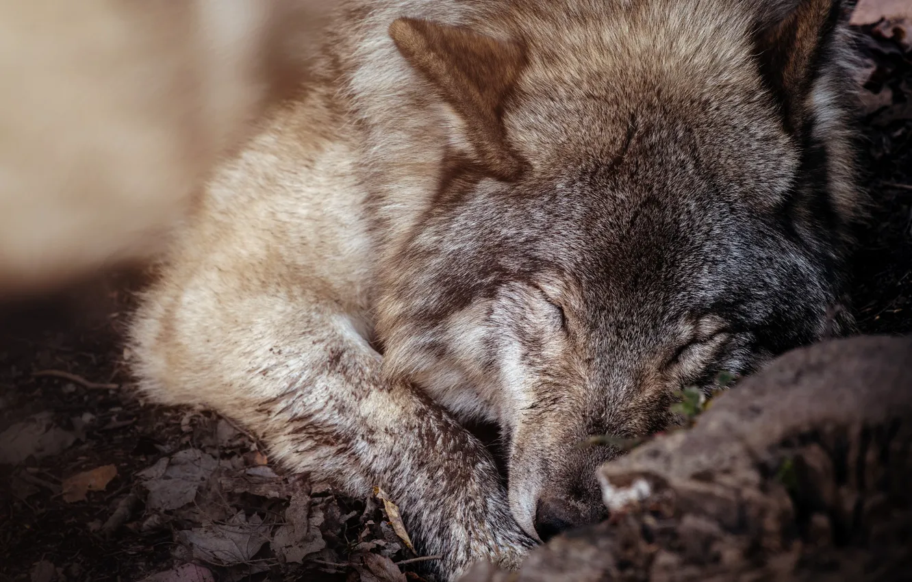 Photo wallpaper grey, wolf, wool, sleeping