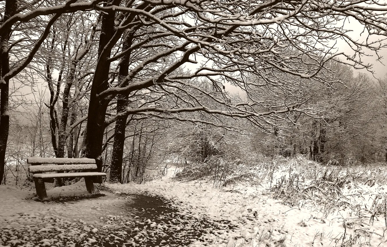 Photo wallpaper bench, Winter, Sepia