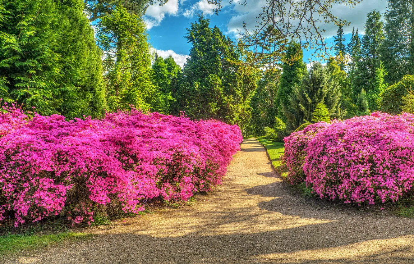 Photo wallpaper greens, the sky, the sun, clouds, trees, flowers, Park, England
