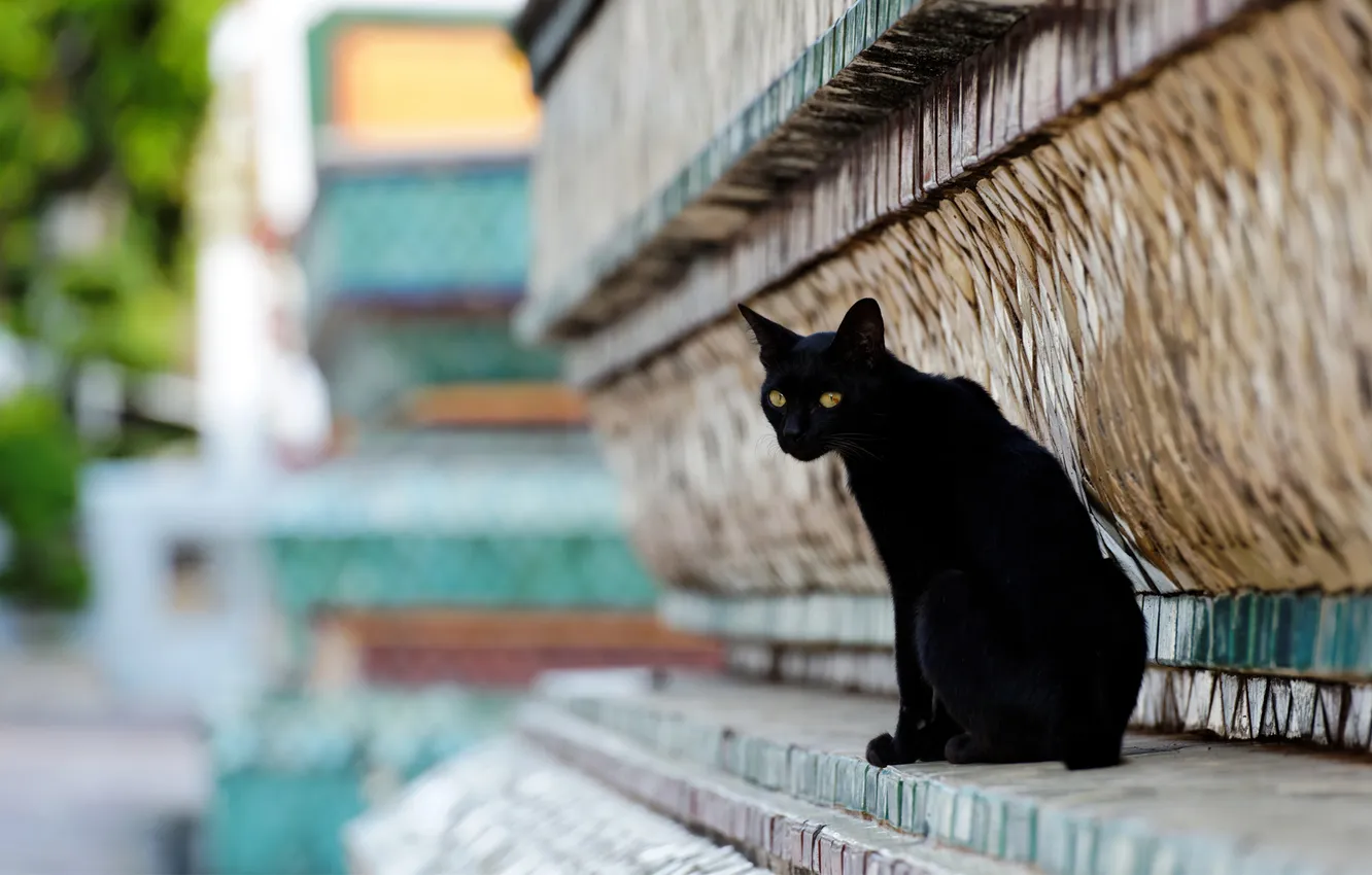 Photo wallpaper cat, the city, street, black, the building, relief