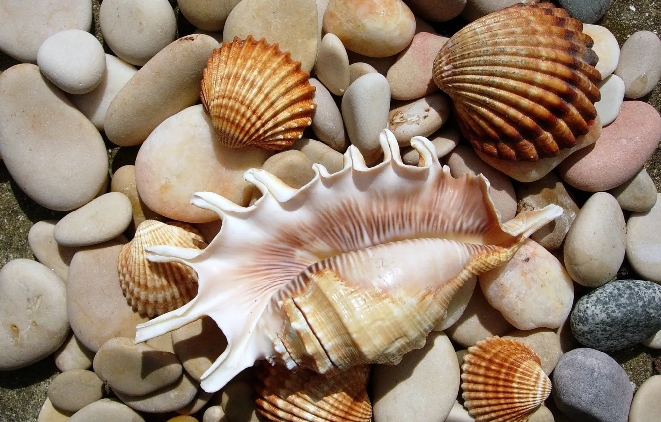 Photo wallpaper nature, stones, shell, sea world