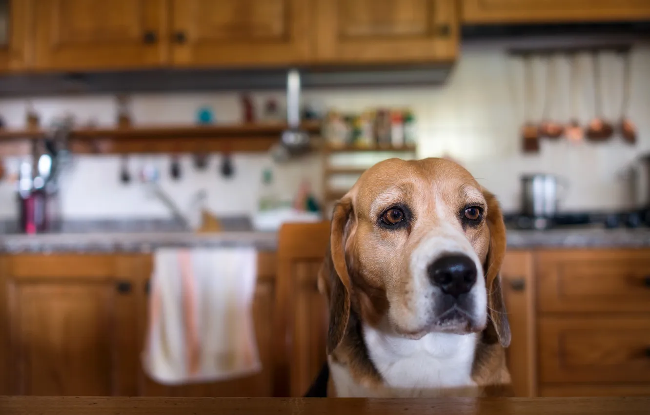 Photo wallpaper look, each, home, dog