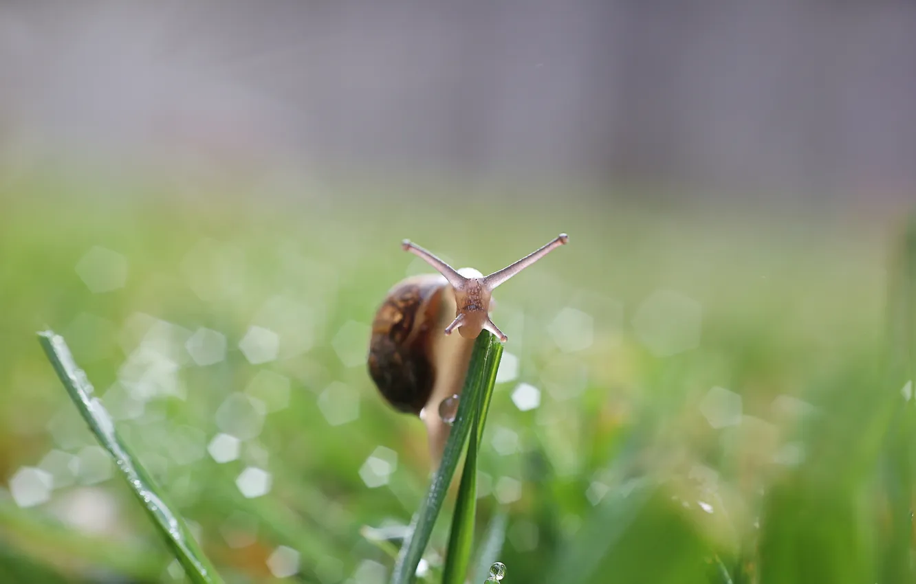 Photo wallpaper nature, background, snail