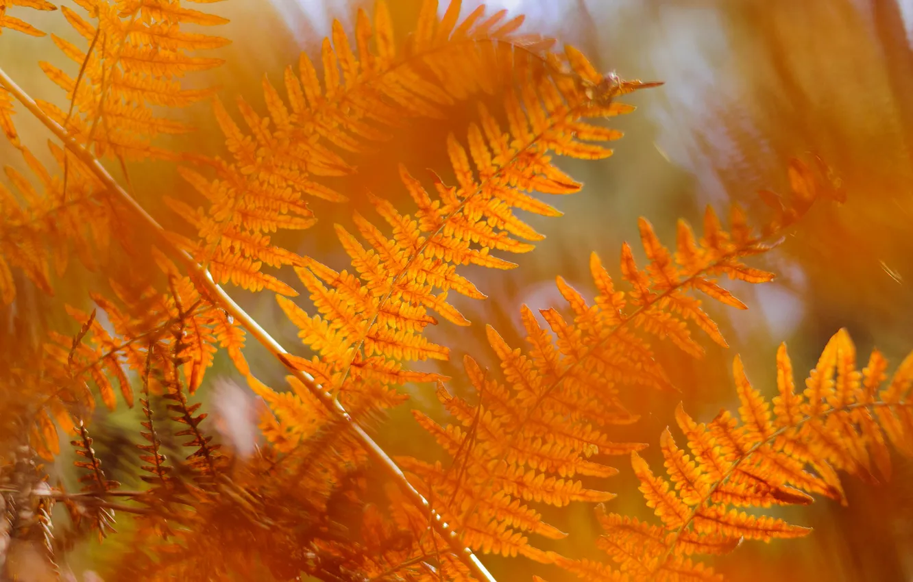 Photo wallpaper autumn, leaves, branches, nature