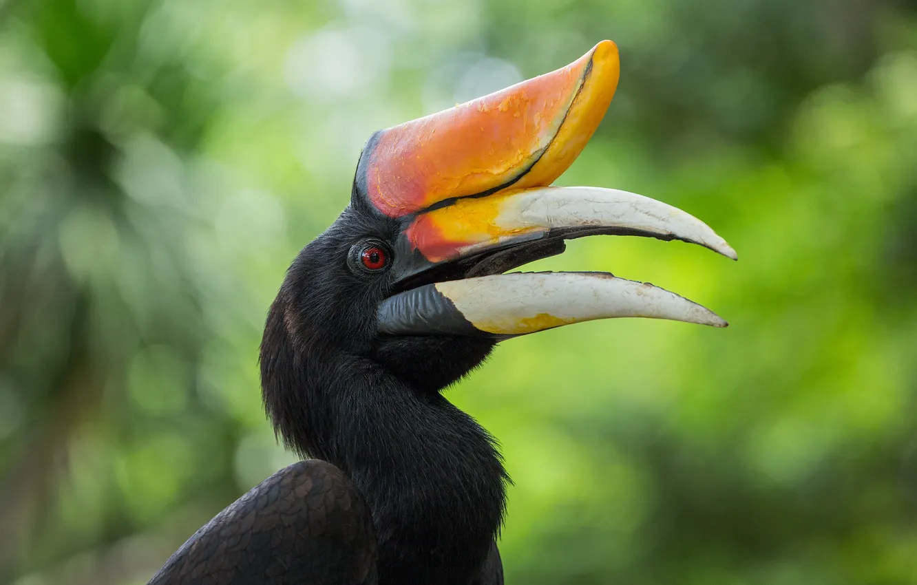 Photo wallpaper feathers, animal, plumifero, Exotic bird