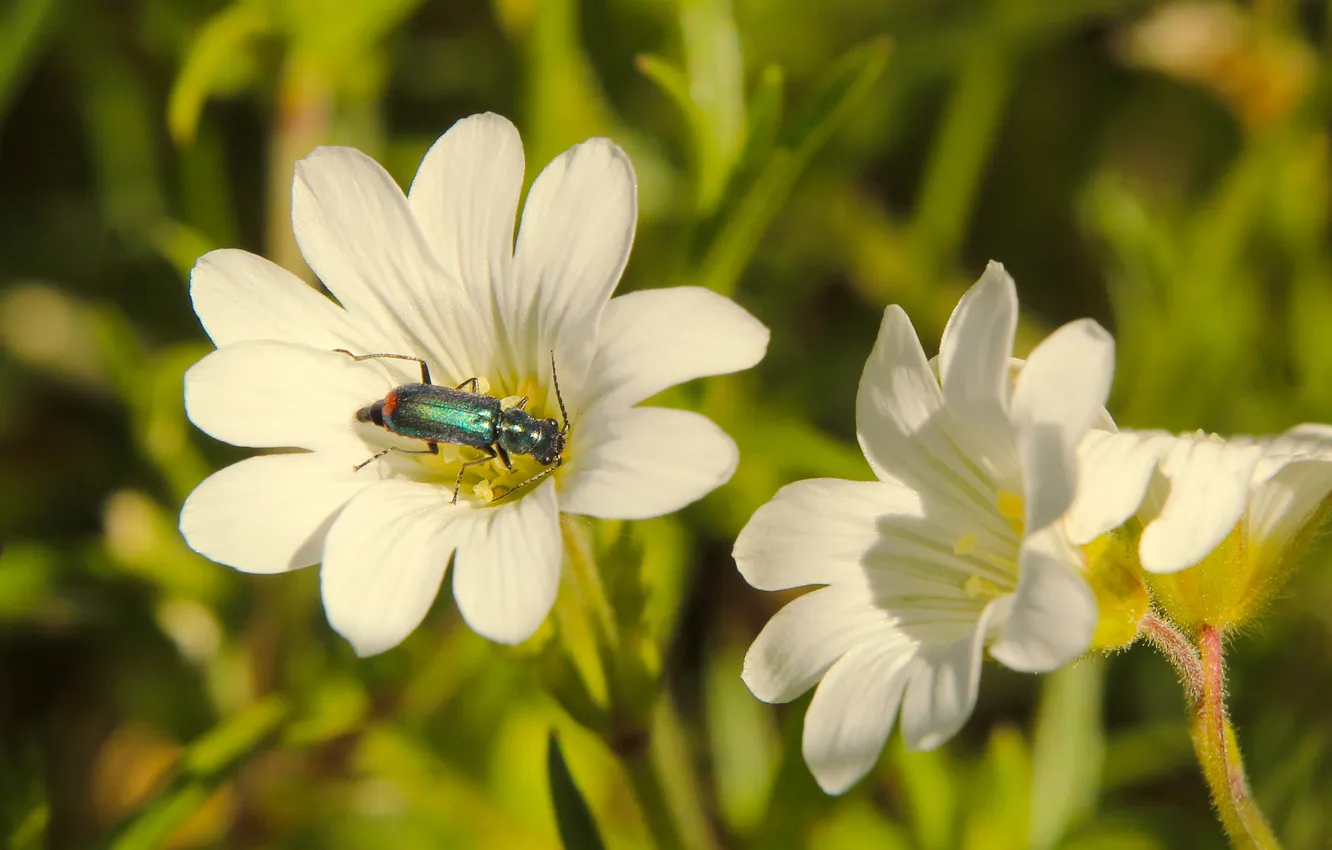 Photo wallpaper white, flower, blooming