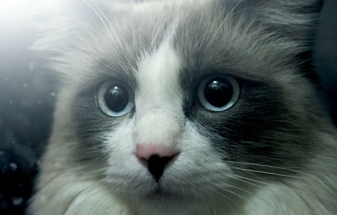 Photo wallpaper eyes, cat, look, cat