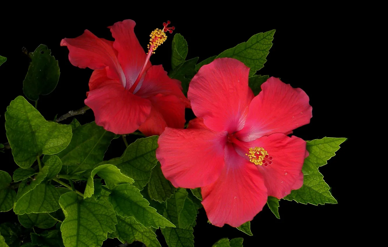 Photo wallpaper leaves, macro, background, petals, hibiscus