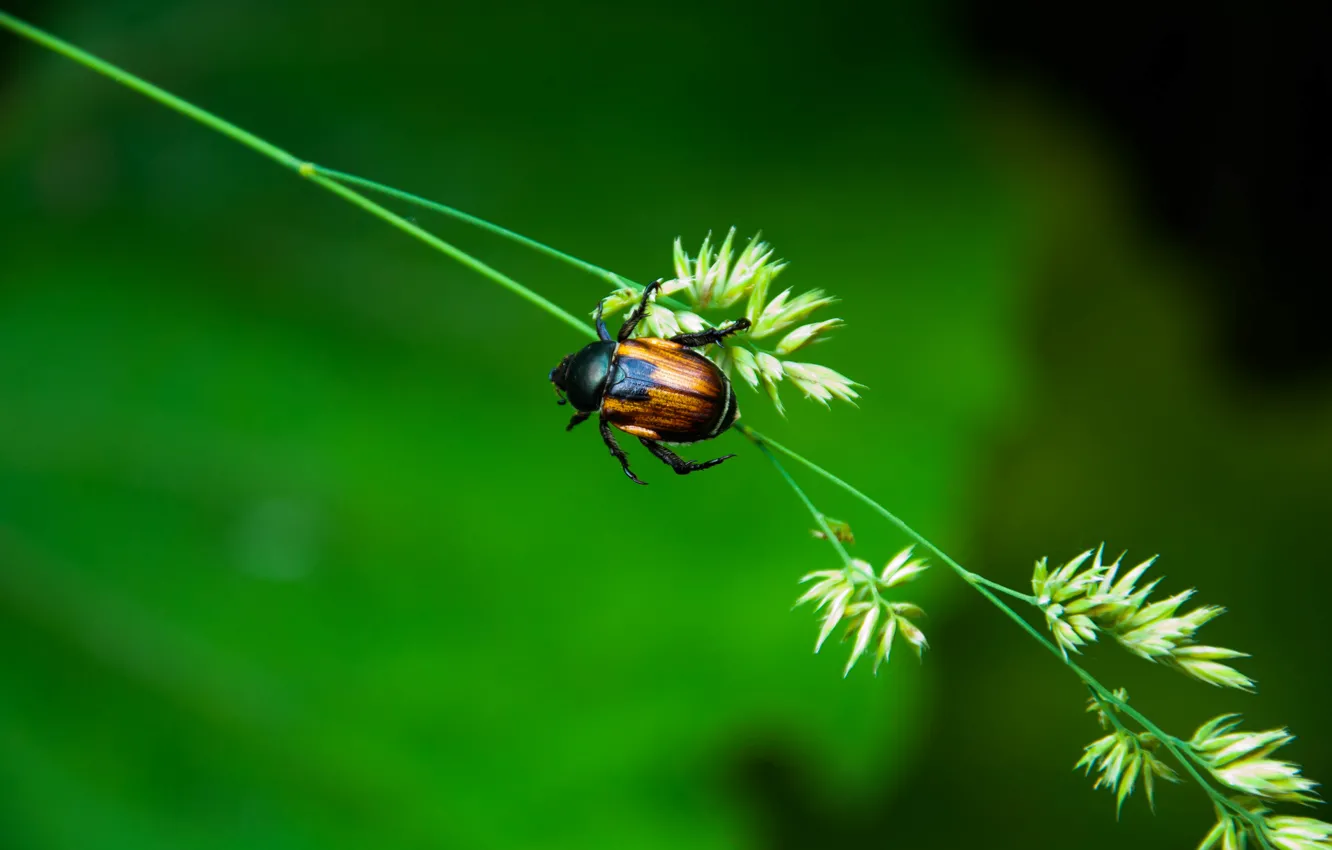Photo wallpaper macro, nature, beetle