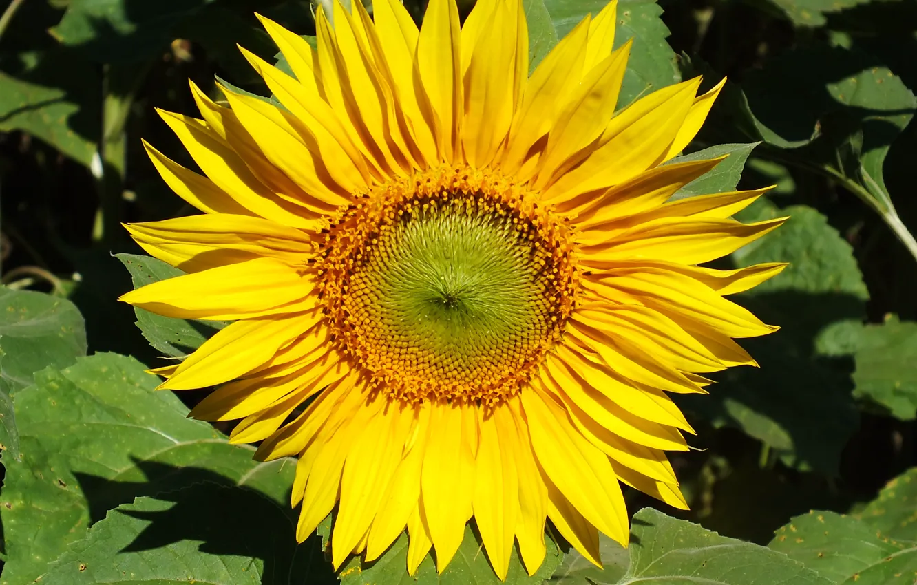 Photo wallpaper summer, yellow, flowers, leaves, sunflowers