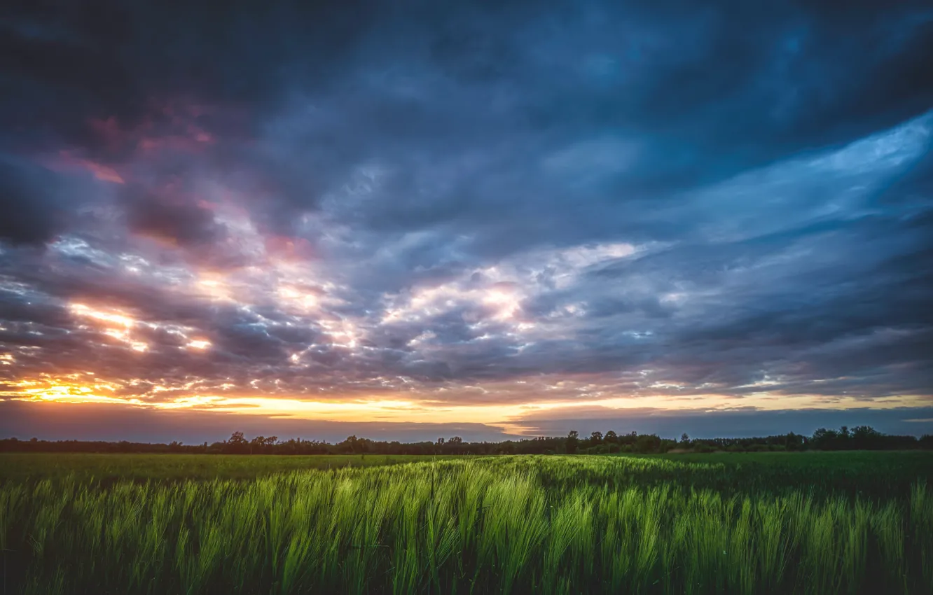 Photo wallpaper field, forest, the sky, clouds, sunset, rye, dal, space