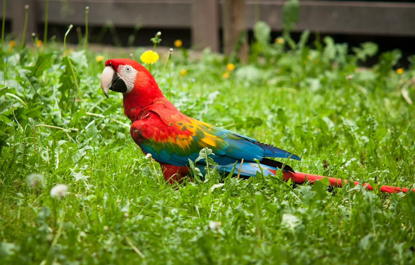 Photo wallpaper bird, parrot, lawn, Ara