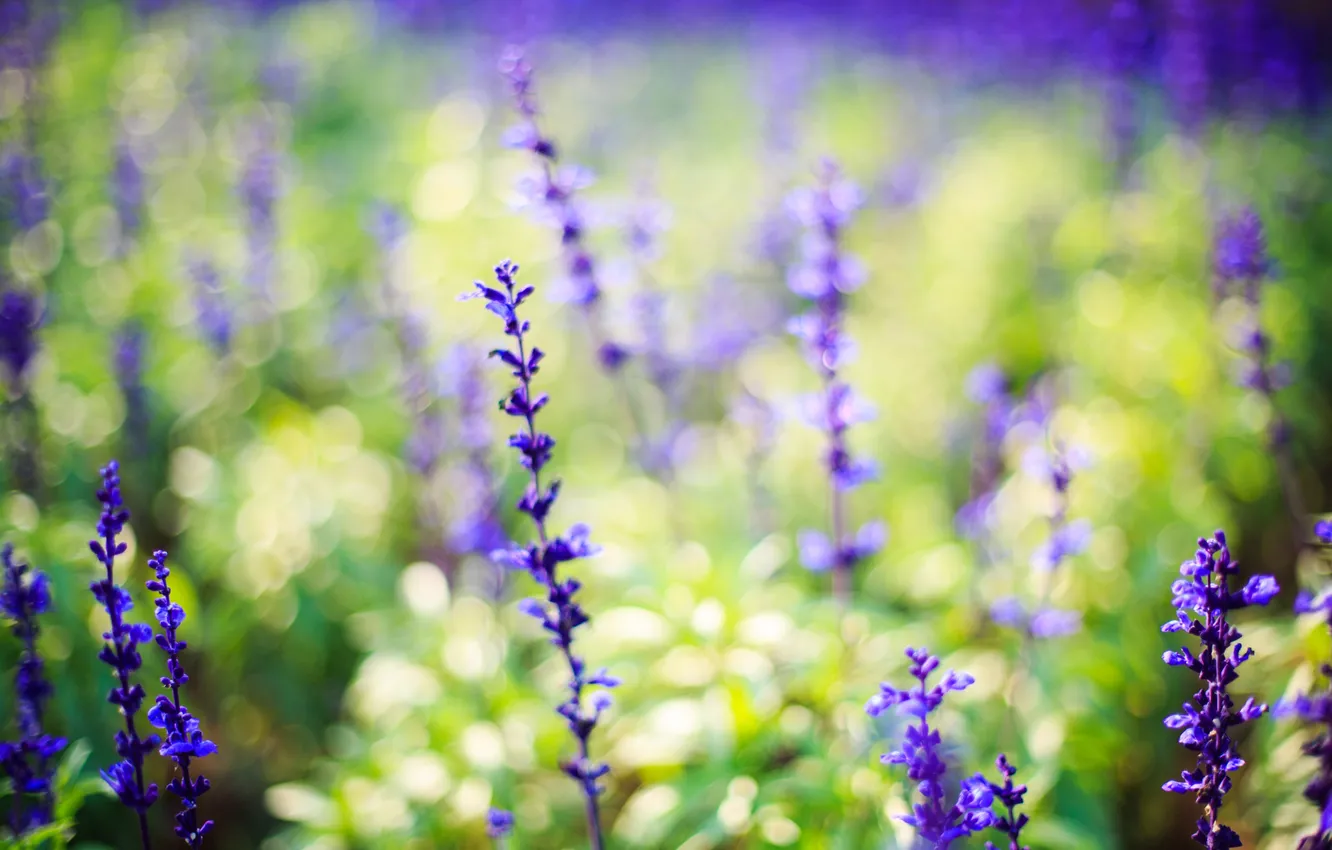 Photo wallpaper flowers, nature, lavender, lilac