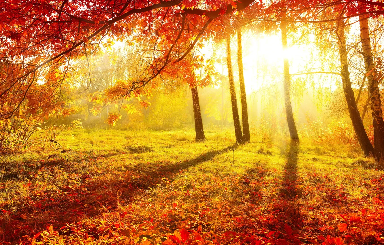 Photo wallpaper autumn, leaves, trees, nature, morning, beautiful, birch, yellow background