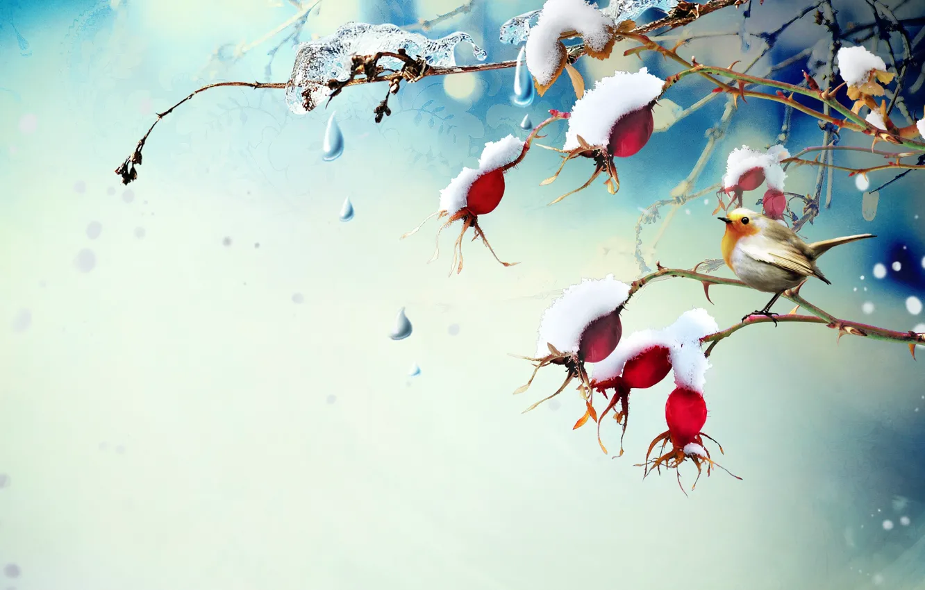 Photo wallpaper drops, snow, branches, berries, ice, briar, bird