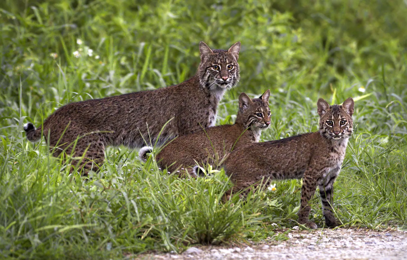 Photo wallpaper lynx, lynx, mom, a small lynx