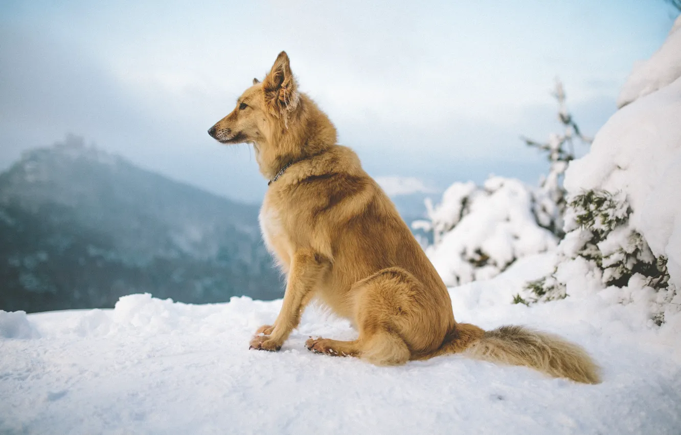 Photo wallpaper winter, snow, mountains, dog