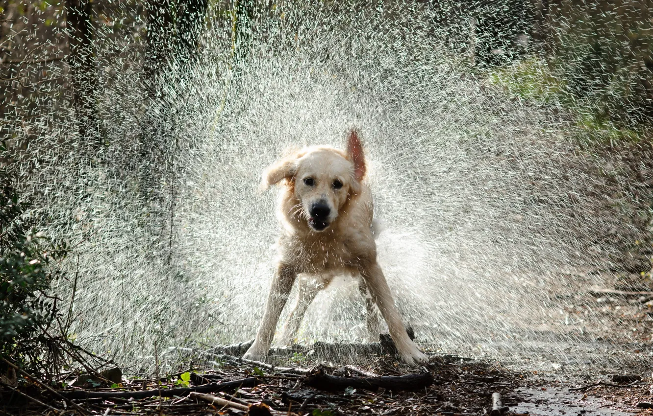 Photo wallpaper water, drops, squirt, dog