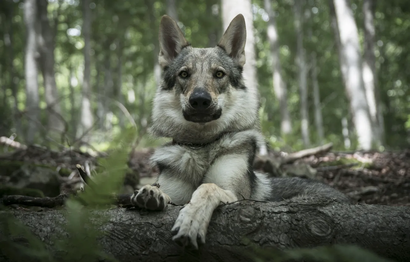 Photo wallpaper forest, look, face, grey, wolf, portrait, dog, lies