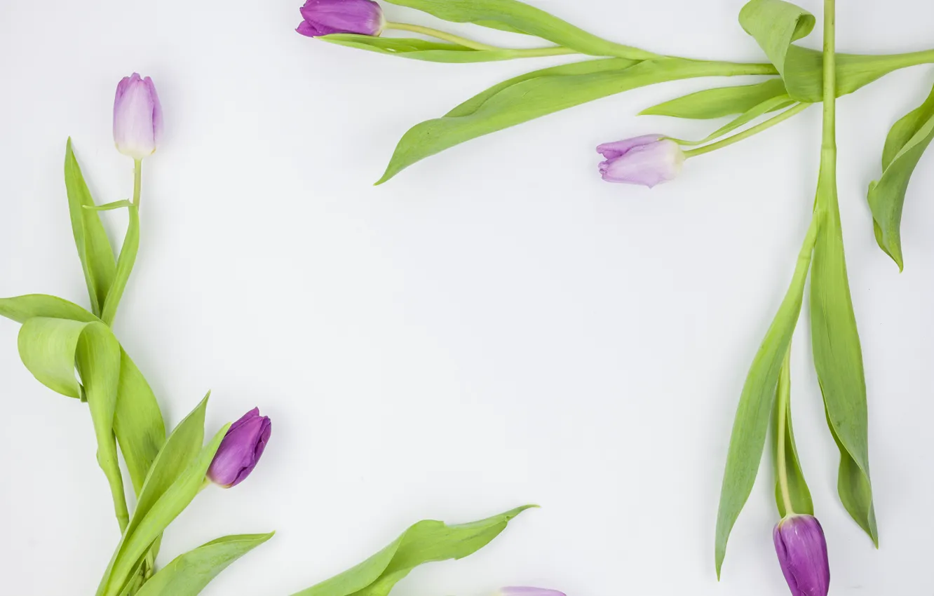 Photo wallpaper purple, flowers, tulips, flowers, beautiful, tulips, spring, purple