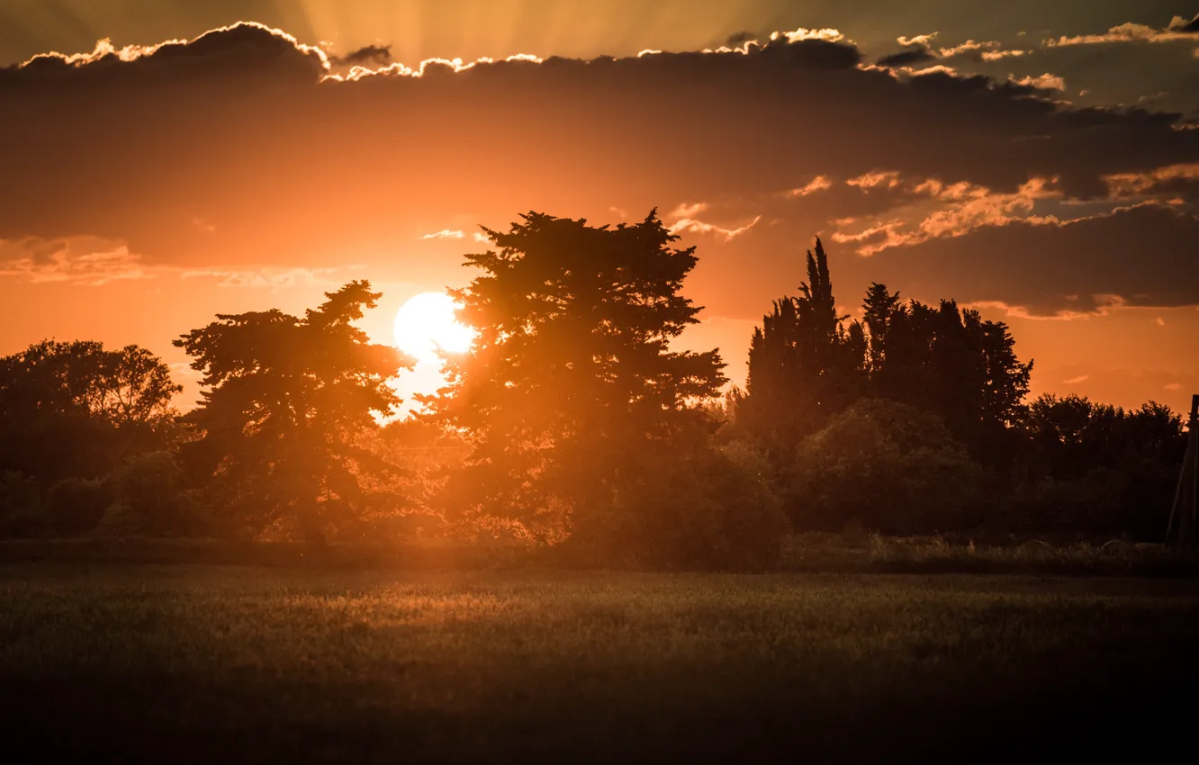 Photo wallpaper field, sunset, nature