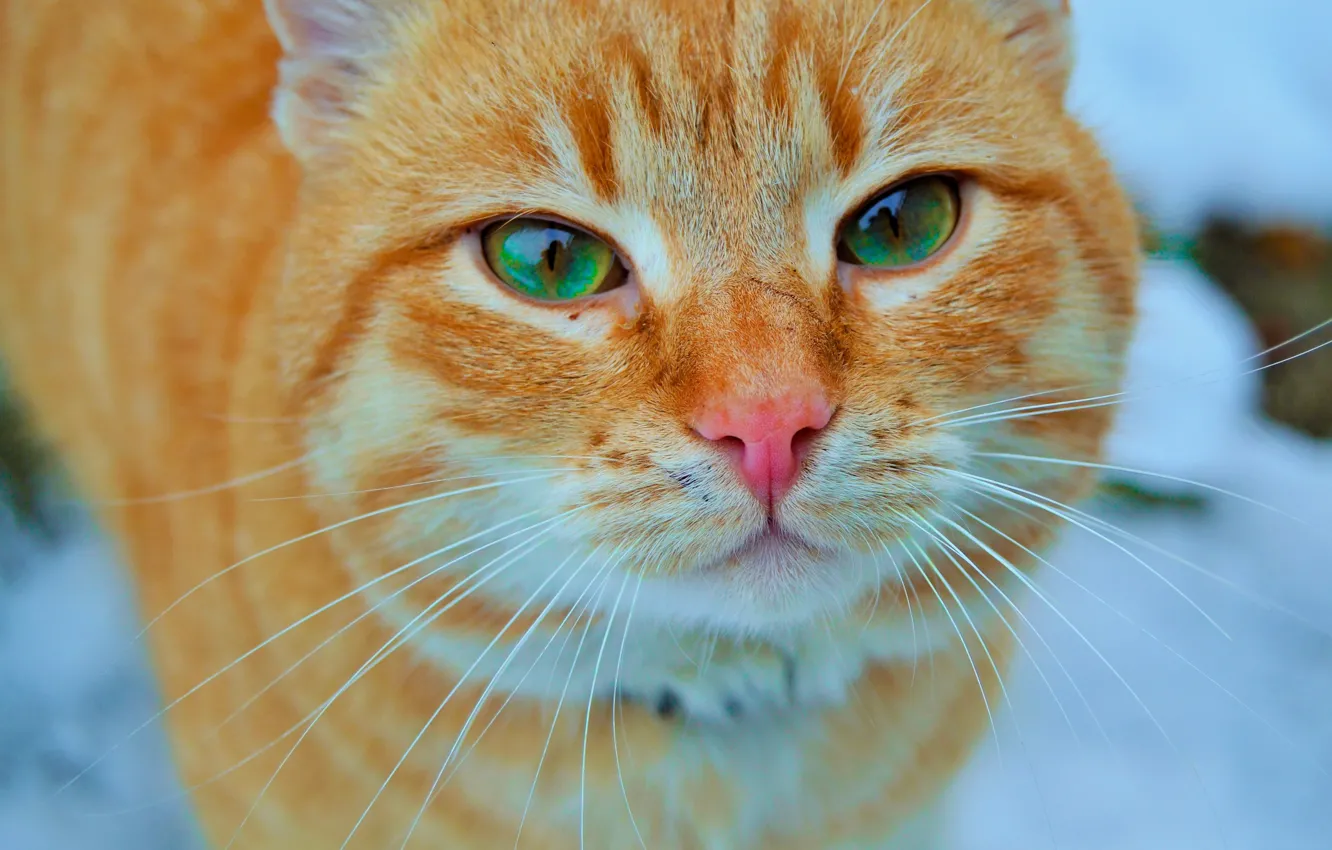Photo wallpaper winter, eyes, cat, look, close-up, red