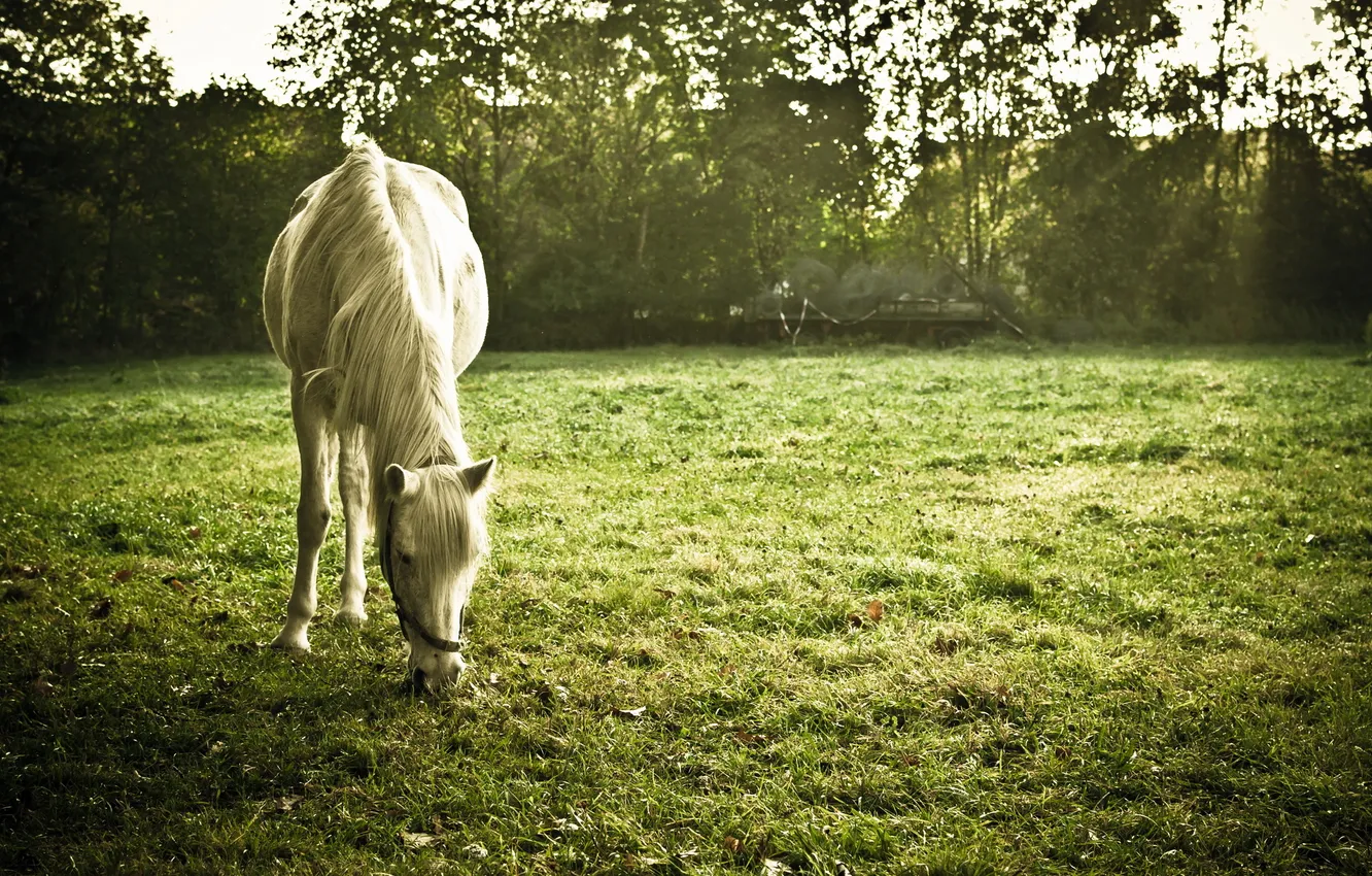 Photo wallpaper field, summer, horse